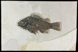 Large, Fossil Fish (Priscacara) - Wyoming #158578-1